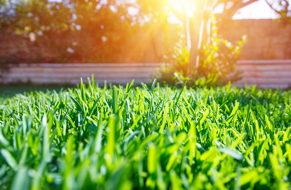 庭の芝生管理の手順・庭の作り方とケア方法について